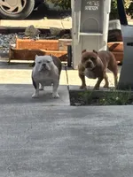 Rosie, a female American Bully for sale in American Canyon, CA – 1 of 10