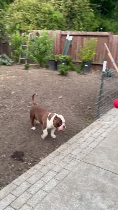 Ace, a male American Bully for sale in American Canyon, CA – 9 of 10