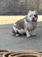 Jack, a male American Bully for sale in American Canyon, CA – Photo 1 of 9