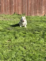 Jack, a male American Bully for sale in American Canyon, CA – Photo 3 of 9