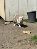 Jack, a male American Bully for sale in American Canyon, CA – Photo 8 of 9