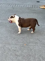Ace, a male American Bully for sale in American Canyon, CA – 6 of 10