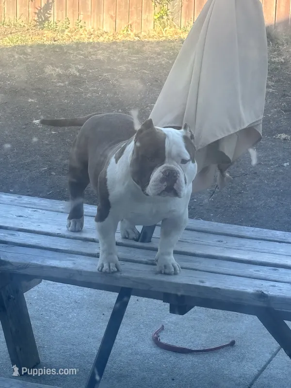 Ace – American Bully puppy for sale in American Canyon, CA