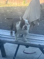 Ace, a male American Bully for sale in American Canyon, CA – 4 of 10