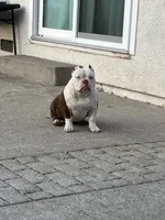 processed/f2dd2047-02ed-4ccb-ac43-83b4cfde3b44/listing/ba53438f-f0ec-46ba-b15a-78bb5c74b306/82640cf0-43d7-4bee-b9a1-3af5c855c621