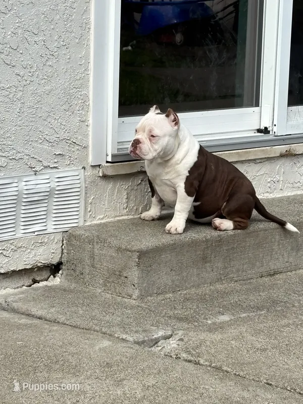 Rosie – American Bully puppy for sale in American Canyon, CA