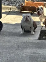 Rosie, a female American Bully for sale in American Canyon, CA – 4 of 10