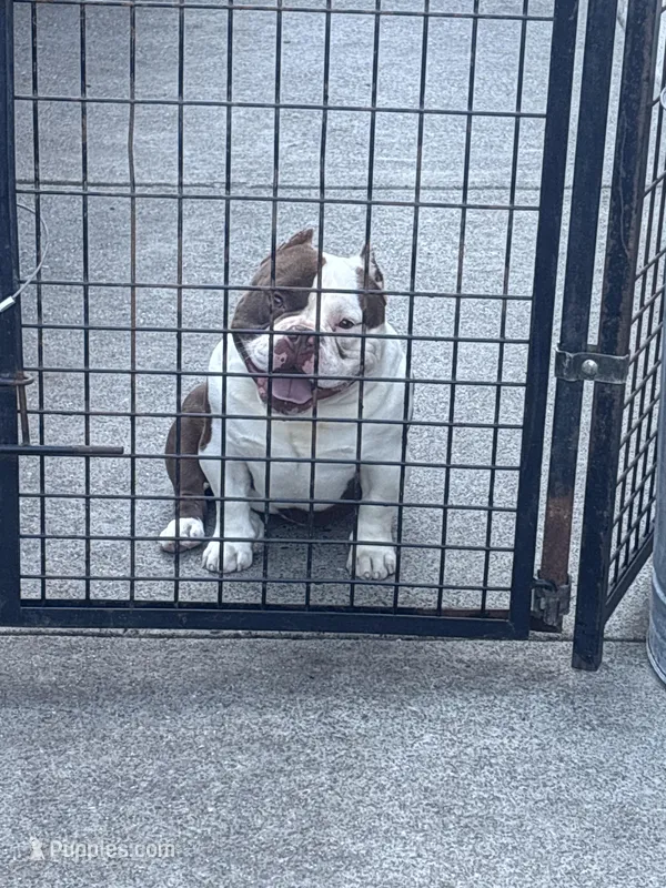 Ace – American Bully puppy for sale in American Canyon, CA