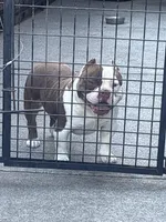 Ace, a male American Bully for sale in American Canyon, CA – Photo 10 of 10