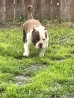 Ace, a male American Bully for sale in American Canyon, CA – Photo 2 of 8