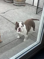 Ace, a male American Bully for sale in American Canyon, CA – Photo 8 of 8