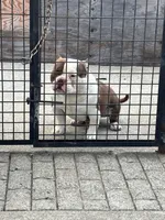 Ace, a male American Bully for sale in American Canyon, CA – Photo 8 of 10