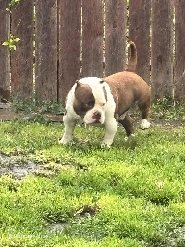 Ace – American Bully puppy for sale in American Canyon, CA