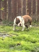 Ace, a male American Bully for sale in American Canyon, CA – Photo 1 of 8
