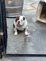 Ace, a male American Bully for sale in American Canyon, CA – Photo 9 of 10