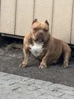 Ace, a male American Bully for sale in American Canyon, CA – Photo 5 of 8