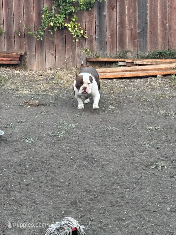 Ace – American Bully puppy for sale in American Canyon, CA