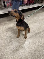 Reesy, a female American Black and Tan Coonhound for sale in Blue Ridge, VA – 4 of 5