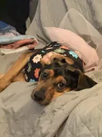 Reesy, a female American Black and Tan Coonhound for sale in Blue Ridge, VA – 2 of 5