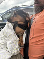Reesy, a female American Black and Tan Coonhound for sale in Blue Ridge, VA – 3 of 5