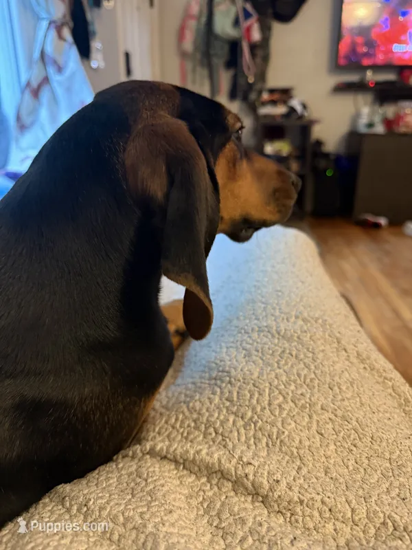 Reesy – American Black and Tan Coonhound puppy for sale in Blue Ridge, VA