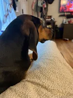Reesy, a female American Black and Tan Coonhound for sale in Blue Ridge, VA – 1 of 5
