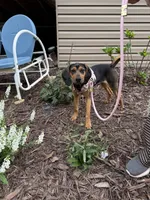 Reesy, a female American Black and Tan Coonhound for sale in Blue Ridge, VA – 5 of 5