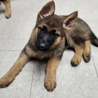 Lady, a female German Shepherd Dog for sale in Cottondale, FL – 2 of 4