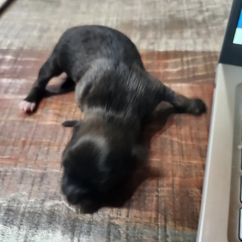 Luna – Chihuahua puppy for sale in Cottondale, FL