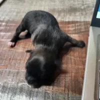 Luna, a female Chihuahua for sale in Cottondale, FL – 1 of 4