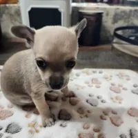 Lil Jack, a male Chihuahua for sale in Cottondale, FL – 2 of 5