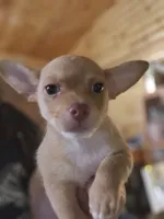 Teddy, a male Chihuahua for sale in Cottondale, FL – 5 of 5