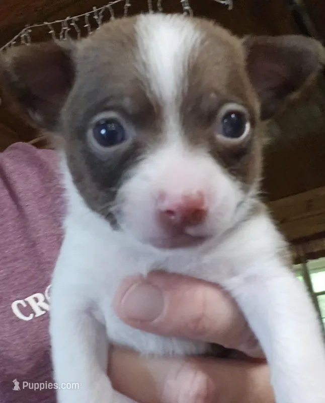Patcher – Chihuahua puppy for sale in Cottondale, FL