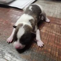 Patcher, a male Chihuahua for sale in Cottondale, FL – 3 of 3