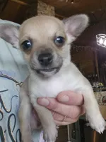 Lil Jack, a male Chihuahua for sale in Cottondale, FL – 4 of 5