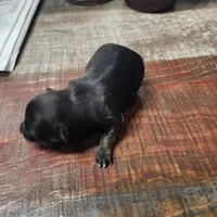 Luna, a female Chihuahua for sale in Cottondale, FL – 2 of 4