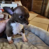 Timmy, a male Chihuahua for sale in Cottondale, FL – 4 of 7