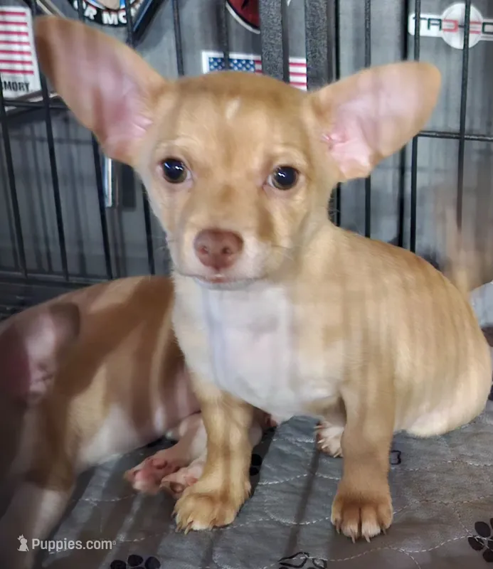 Teddy – Dachshund, Chihuahua puppy for sale in Cottondale, FL