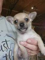Lil Jack, a male Chihuahua for sale in Cottondale, FL – 5 of 5