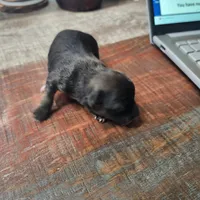 Luna, a female Chihuahua for sale in Cottondale, FL – 3 of 4