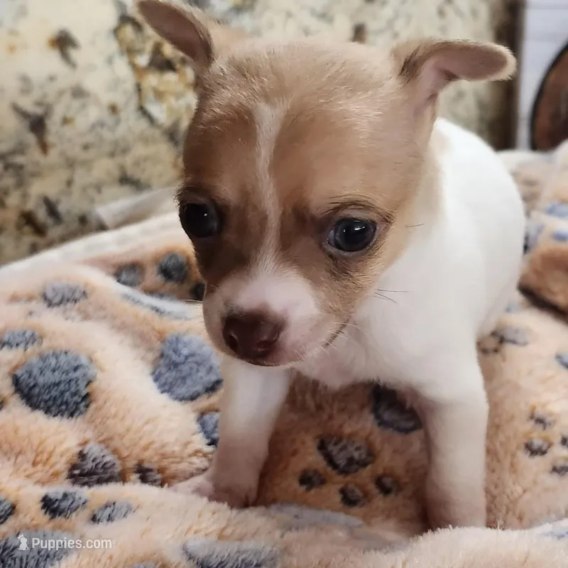 Chico – Chihuahua puppy for sale in Cottondale, FL