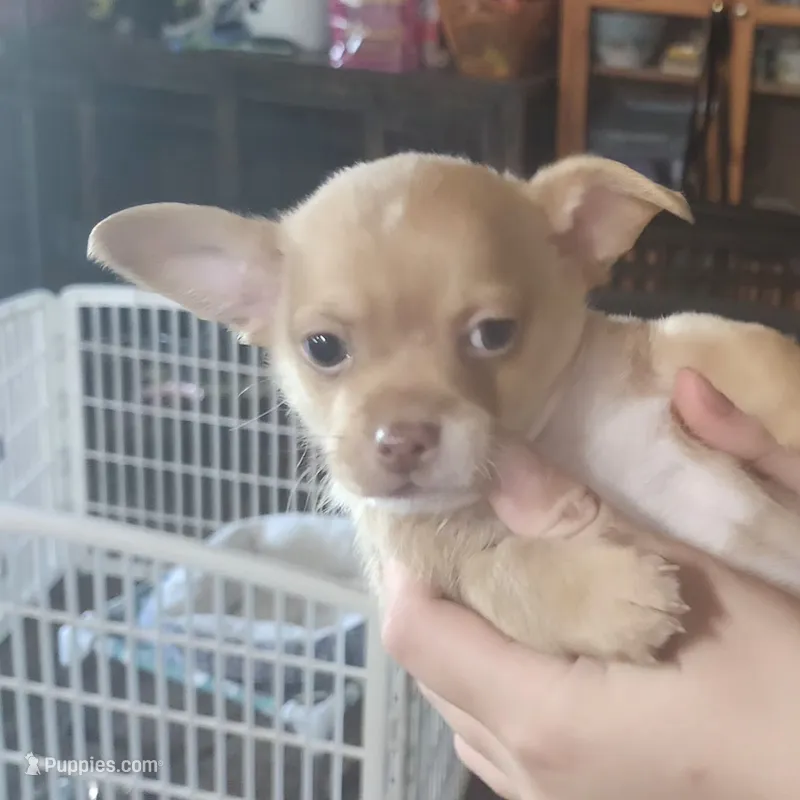 Tanner – Chihuahua puppy for sale in Cottondale, FL