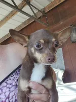 Leo, a male Chihuahua for sale in Cottondale, FL – 2 of 4