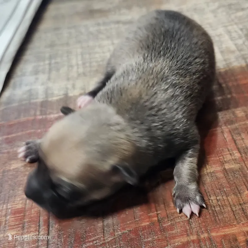 Benny – Chihuahua puppy for sale in Cottondale, FL