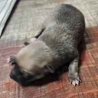 Benny, a male Chihuahua for sale in Cottondale, FL – 1 of 1