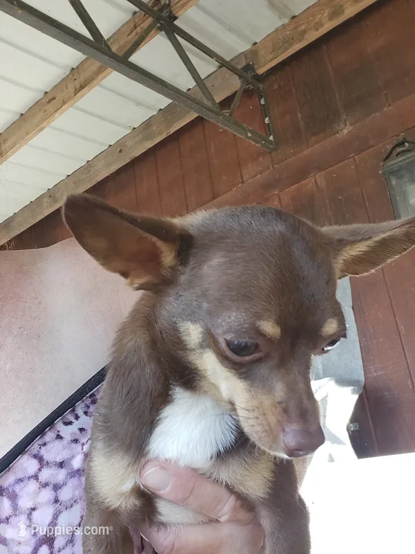Leo – Chihuahua puppy on hold in Cottondale, FL