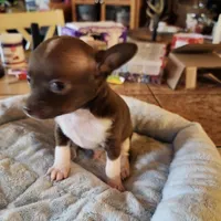 Timmy, a male Chihuahua for sale in Cottondale, FL – 7 of 7