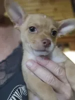 Teddy, a male Chihuahua for sale in Cottondale, FL – 4 of 5