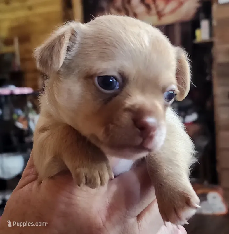 Tanner – Chihuahua puppy for sale in Cottondale, FL