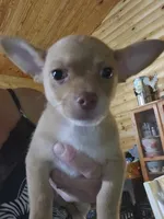 Teddy, a male Chihuahua for sale in Cottondale, FL – 3 of 5